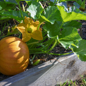 Close-up of a pumpkin plant, pumpkin, and yellow blossom growing in a raised bed garden.