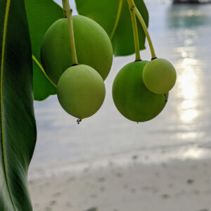 A bunch of tamanu nuts at the beach