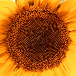 IntegriLIPID Sunflower Oil Refined_iStock-1281327306-min