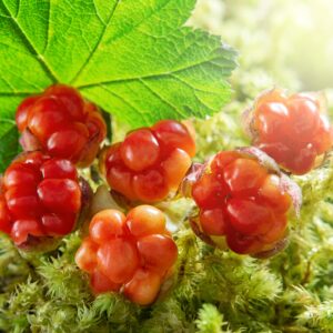 LNS_Cloudberry Fruit Liquid Extract_iStock-1192700300-min