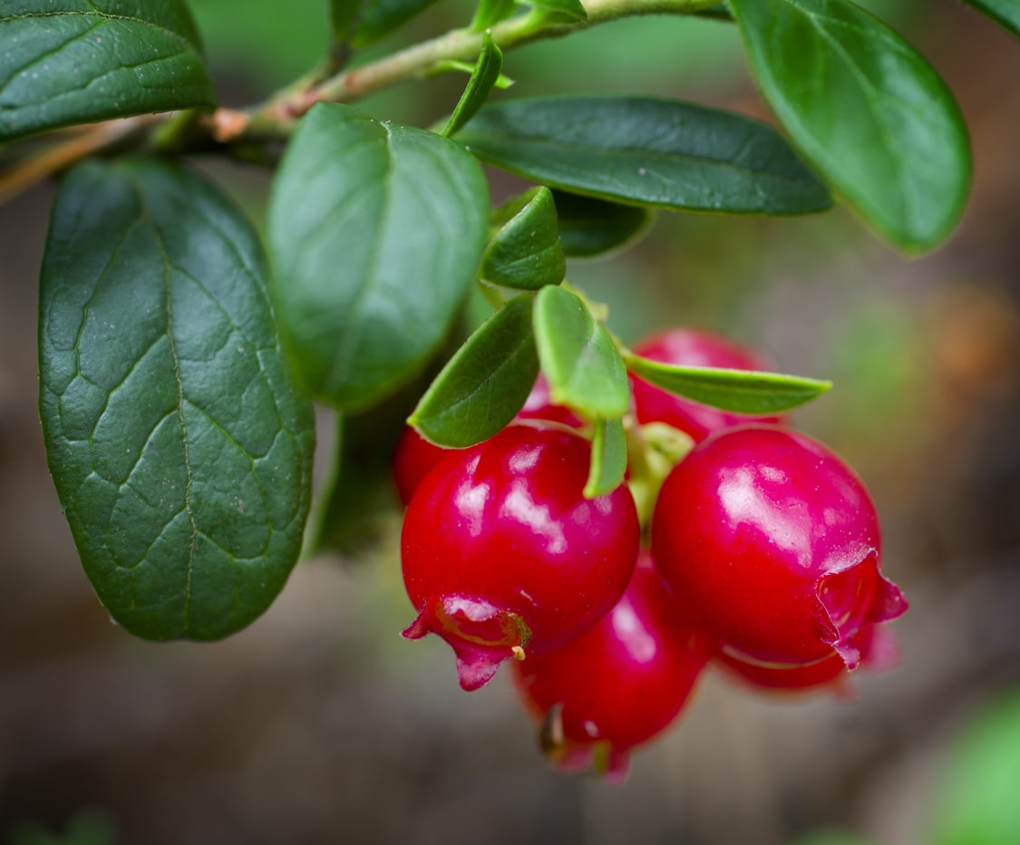 lingonberry fruit